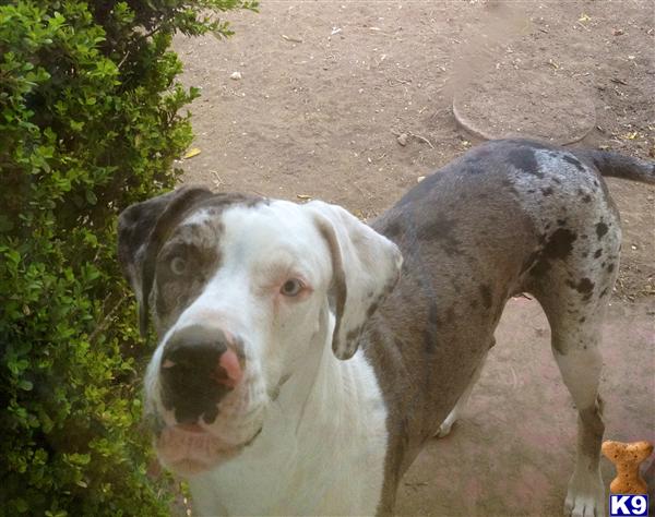 Stud Dogs - Great Dane